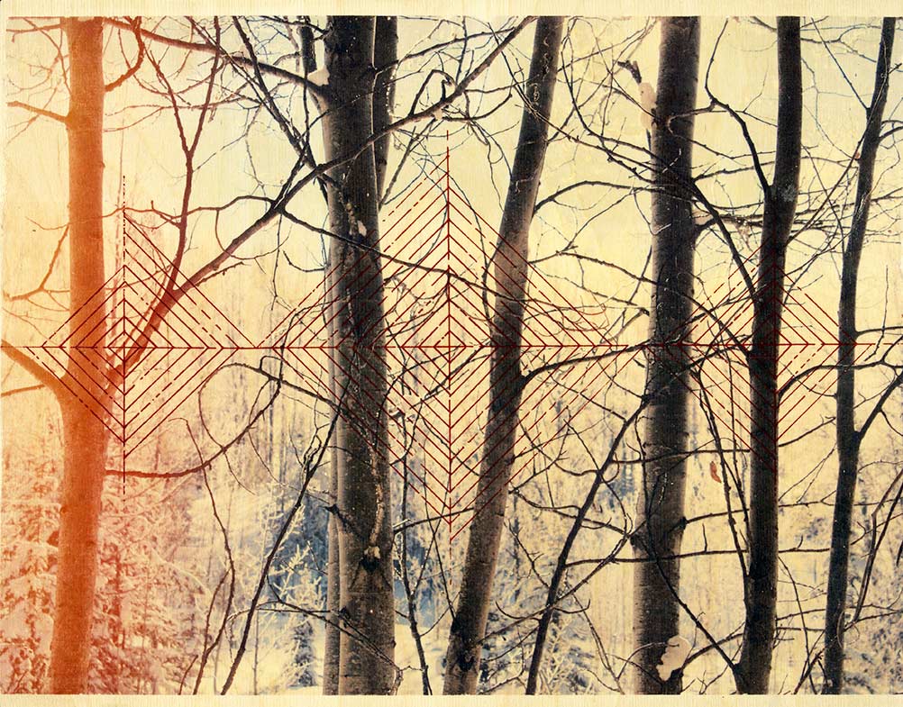 Through the Birch Trees